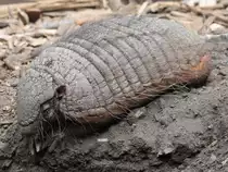Ein Braunborsten-G�rteltier im Zoo Duisburg (September 2010)