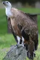 Ein G�nsegeier im Zoo Duisburg (Juli 2013)