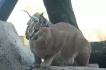 Ein Karakal in Sprungposition am 7.12.2009 im Zoo Dresden. 
