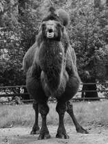 Ein Trampeltier im Zoo Duisburg. (September 2010)