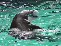 Ein Ball spielender Delfin w�hrend einer Vorf�hrung im Zoo Duisburg. (Juni 2013)