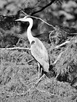 Ein Graureiher im Zoo Duisburg. (Oktober 2011)