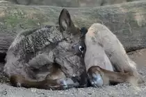 Eine junges Rentier im Zoo Duisburg. (Juli 2013)
