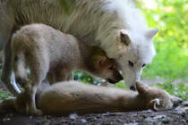 Hudson-Bay-Wlfe im Zoo Duisburg. (Juli 2013)