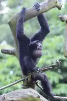 Ein Siamang im Zoo Duisburg. (Juli 2013)