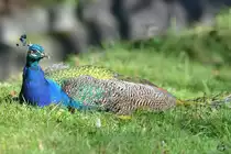Ein Blauer Pfau im Zoo Duisburg. (Juli 2013)