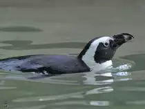 Ein Pinguin im Zoo Duisburg. (September 2010)