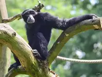 Ein Siamang im Zoo Duisburg. (Juli 2013)