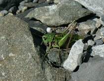 Eine Bergheuschrecke in den Alpen bei Les Diableres.
(06.08.2009)