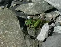 Eine Bergheuschrecke in den Alpen bei Les Diableres.
(06.08.2009)