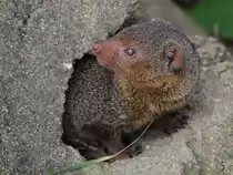 Eine Zebramanguste verl��t ihre H�hle im Zoo Duisburg. (September 2010)