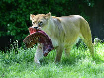 Ein riesiges  Steak  fr die Lwin. (Juni 2013)