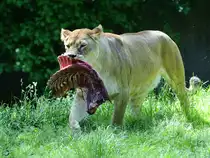 Ein riesiges  Steak  f�r die L�win. (Juni 2013)