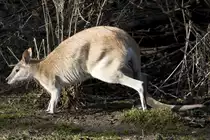 Flink Wallaby, 08.01.2008 M�nchen