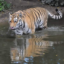 Badetag bei den Sibirischen Tigern. (September 2010)