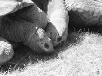 Aldabra-Riesenkr�ten im Zoo Duisburg. (Juni 2013)