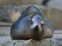 Ein Seel�we im Zoo Duisburg. (Oktober 2011)