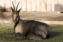 Gemse, 08.01.2008 M�nchen