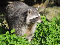 Ein Nordamerikanischer Waschbr im Zoo Duisburg. (September 2010)