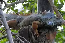 Ein Gr�ner Leguan im Zoo Duisburg. (September 2010)
