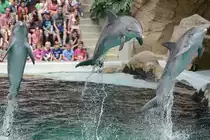 Delfine w�hrend einer Vorf�hrung im Zoo Duisburg. (Juli 2013)