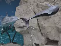  Fliegende  Delfine w�hrend einer Vorf�hrung im Zoo Duisburg. (September 2010)