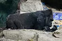 Gorilla, 08.01.2008 M�nchen