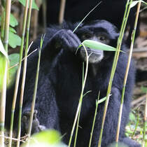 Ein Siamang im Zoo Duisburg. (Juli 2013)