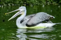 Ein Rotr�cken-Pelikan im Zoo Duisburg. (September 2011)
