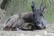 Eine junges Rentier im Zoo Duisburg. (Juli 2013)
