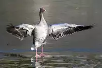 Graugans, 08.01.2008 M�nchen