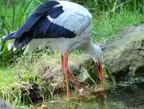 Ein Wei�storch im Zoo Duisburg. (September 2011)