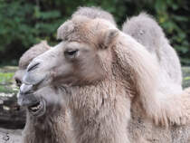 Trampeltiere im Zoo Duisburg. (September 2011)