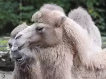 Trampeltiere im Zoo Duisburg. (September 2011)