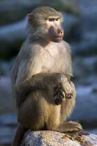 Pavian, 08.01.2008 Mnchen

