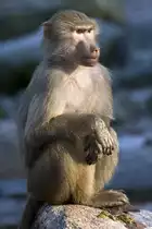 Pavian, 08.01.2008 M�nchen

