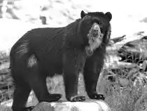 Ein Brillenb�r im Zoo Duisburg. (Juni 2013)