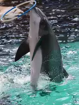 Ein Delfin w�hrend einer Vorf�hrung im Zoo Duisburg. (Juni 2013)