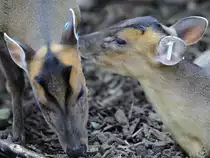 Chinesische Muntjaks im Zoo Duisburg. (September 2011)
