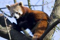 Roter Panda, 08.01.2008 Mnchen

