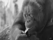 Eine Borneo-Orang-Utan-Dame im Zoo Duisburg. (September 2011)