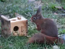 1:0 f�r das Eichh�rnchen im Kampf mit dem Futterh�uschen. (Dezember 2017)