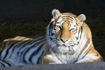 Sibirischer Tiger, 08.01.2008 Mnchen