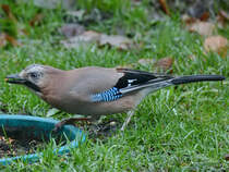 Ein Eichelhher auf Nahrungssuche. (Dezember 2017)