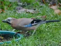 Ein Eichelh�her auf Nahrungssuche. (Dezember 2017)