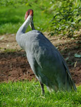 Ein Indischer Saruskranich im Zoo Dortmund. (September 2008) 