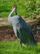 Ein Indischer Saruskranich im Zoo Dortmund. (September 2008) 