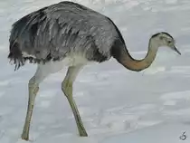Ein Nandu im Zoo Dortmund. (Januar 2010) 