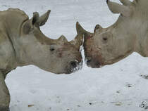 Sdliche Breitmaulnashrner im Zoo Dortmund. (Januar 2010) 