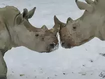 S�dliche Breitmaulnash�rner im Zoo Dortmund. (Januar 2010) 